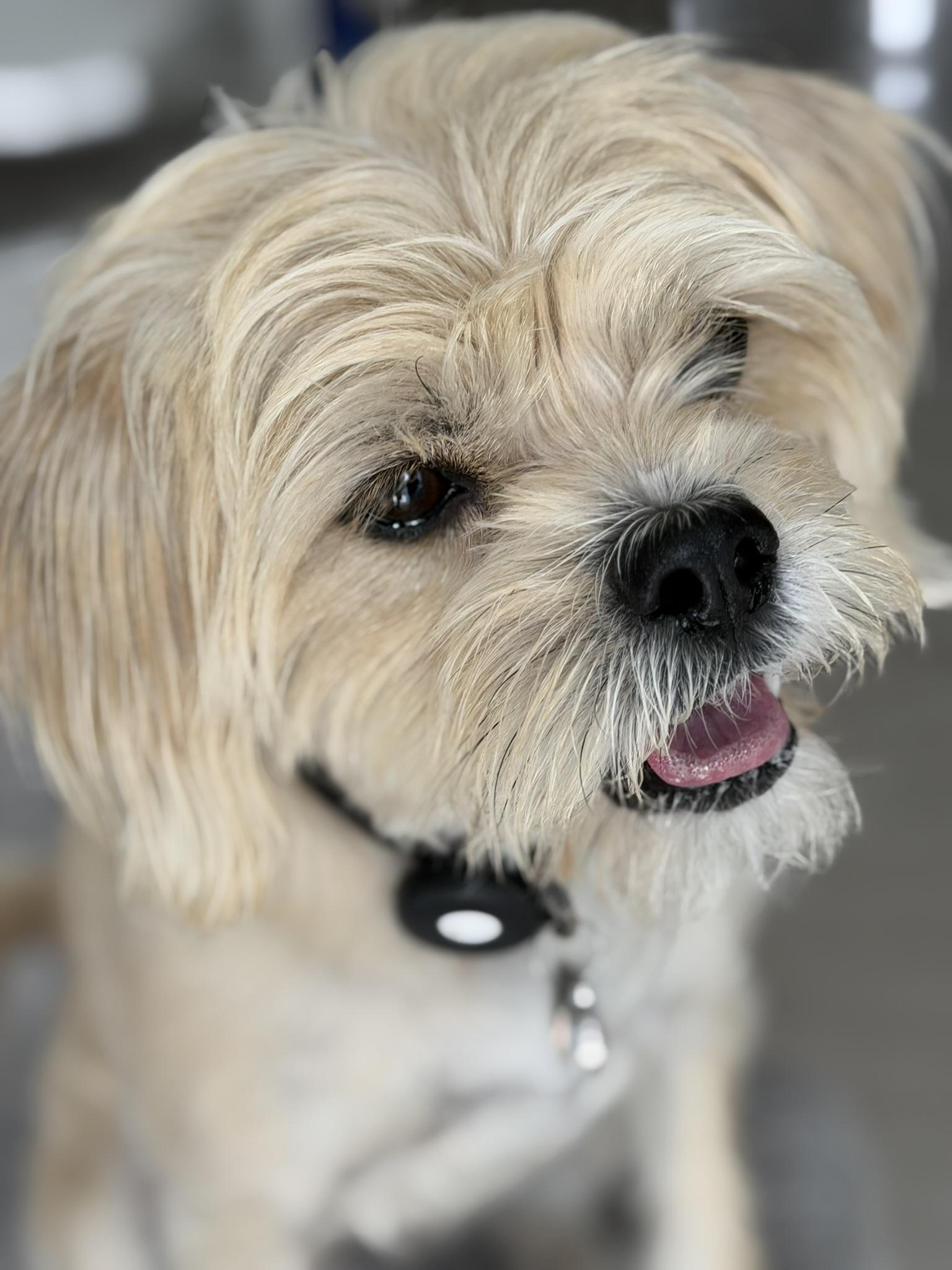 Enlarge BENJI, a ADOPTABLE mixed breed in Montreal, QC image 3/3