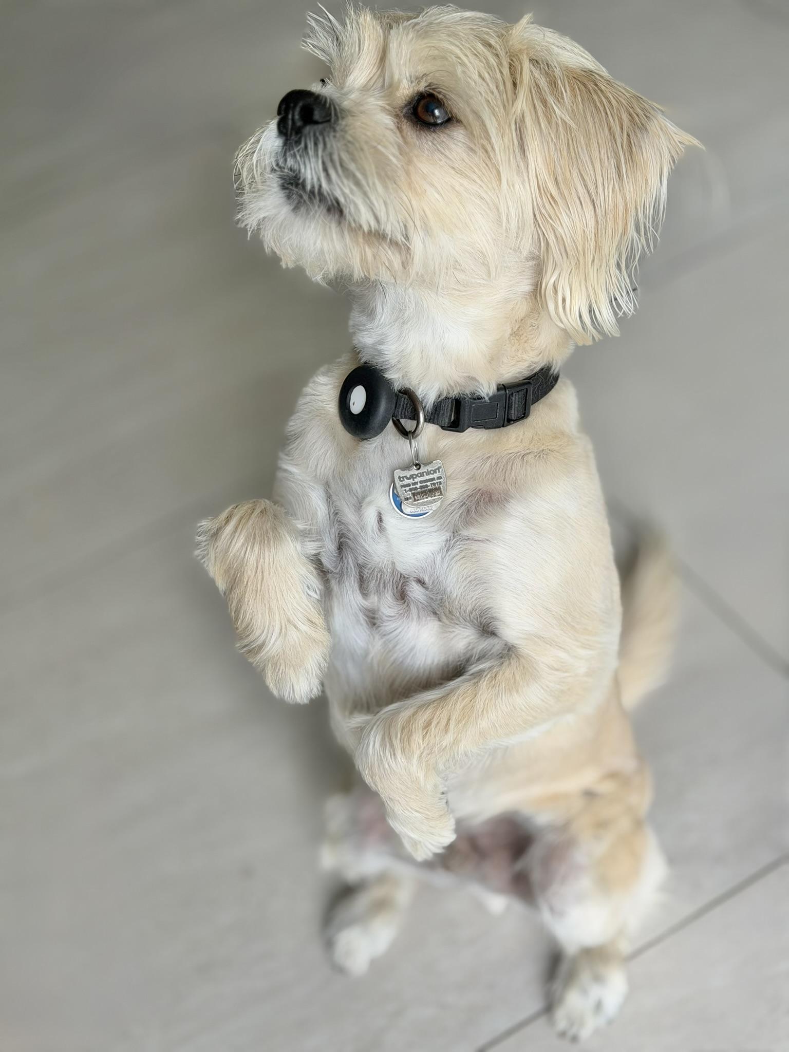 Enlarge BENJI, a ADOPTABLE mixed breed in Montreal, QC image 2/3