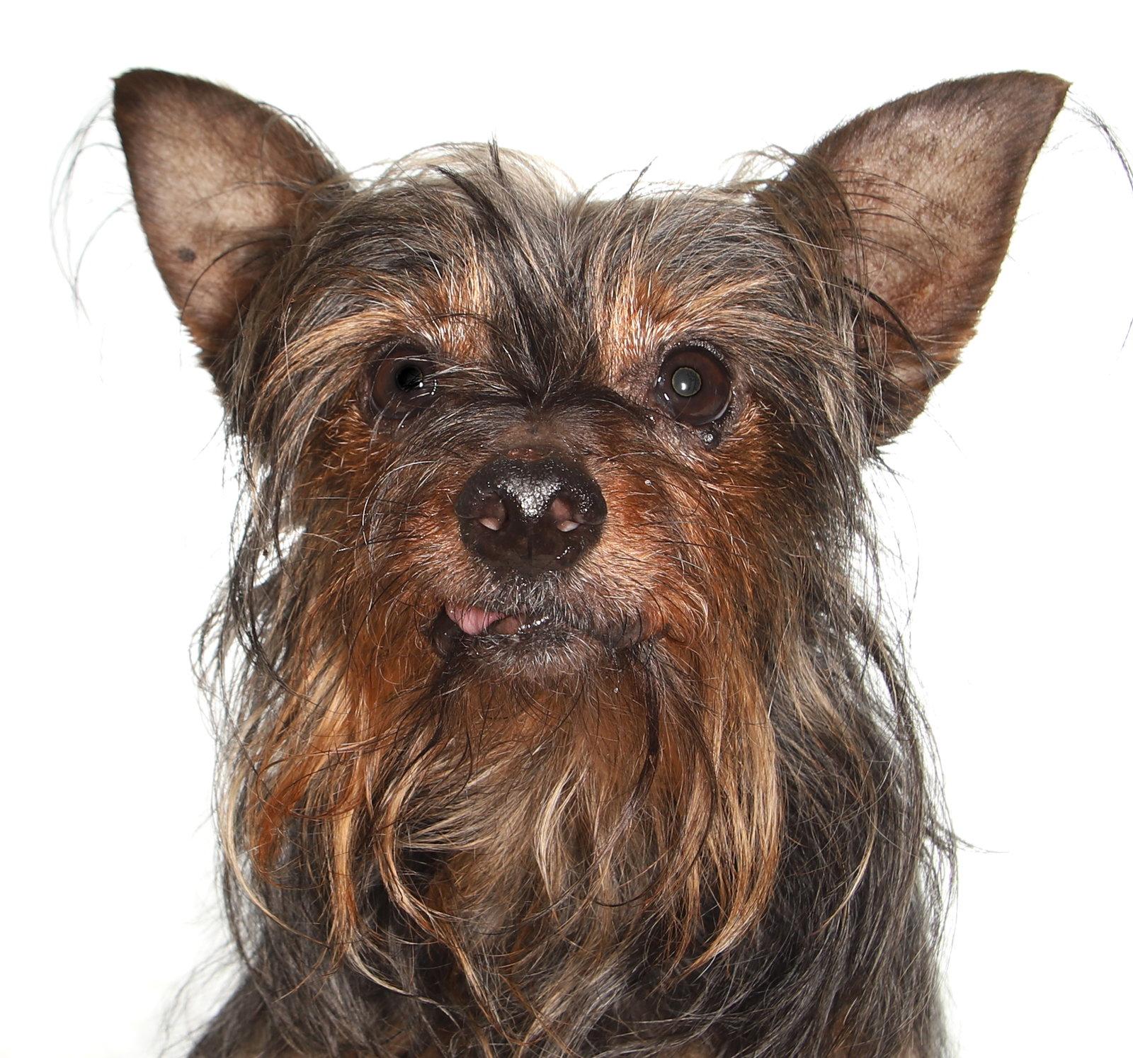 Miguel, Adoptable, Senior Male Yorkshire Terrier.