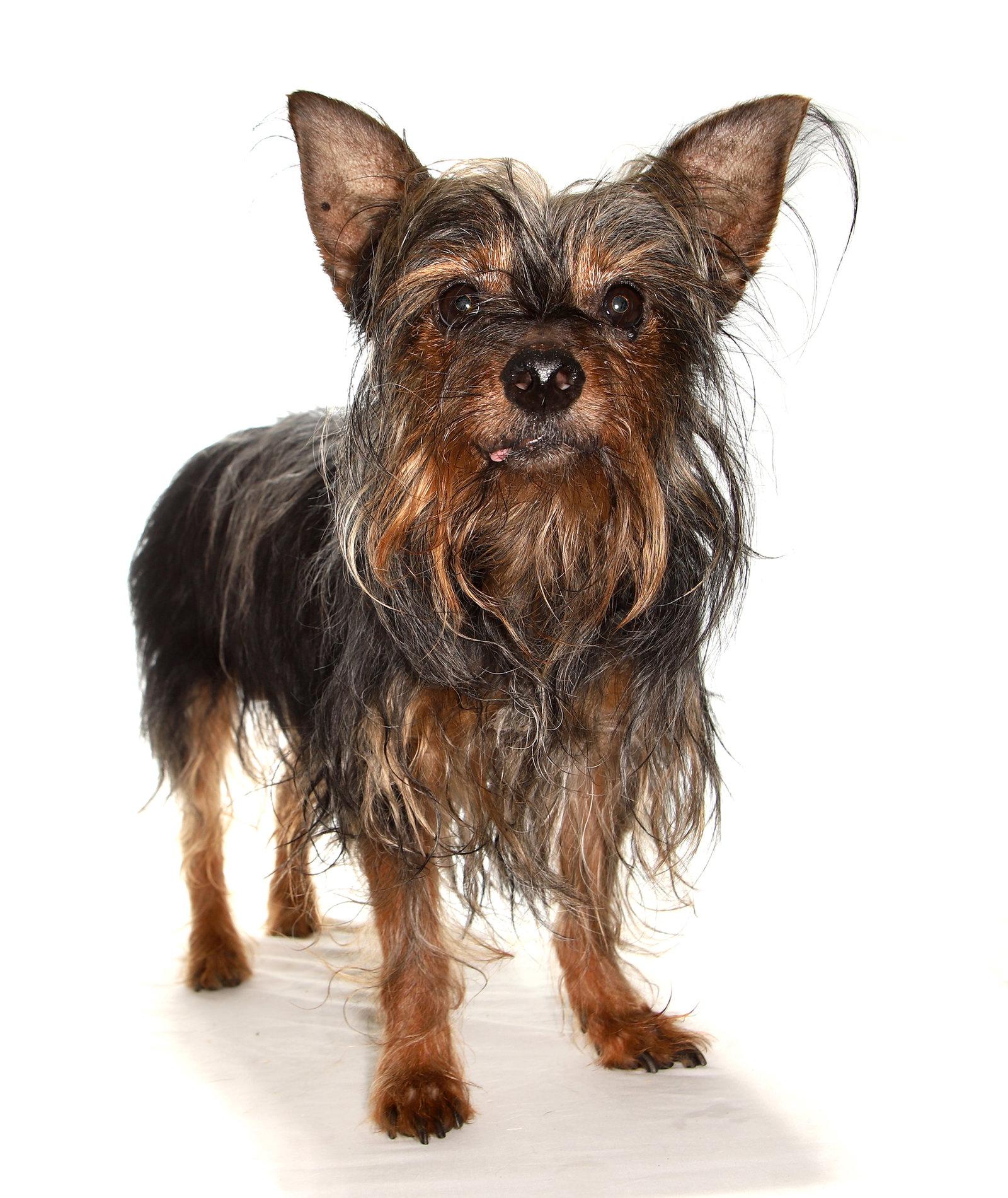 Enlarge Miguel, a Adoptable Yorkshire Terrier in Oakland Park, FL image 2/3