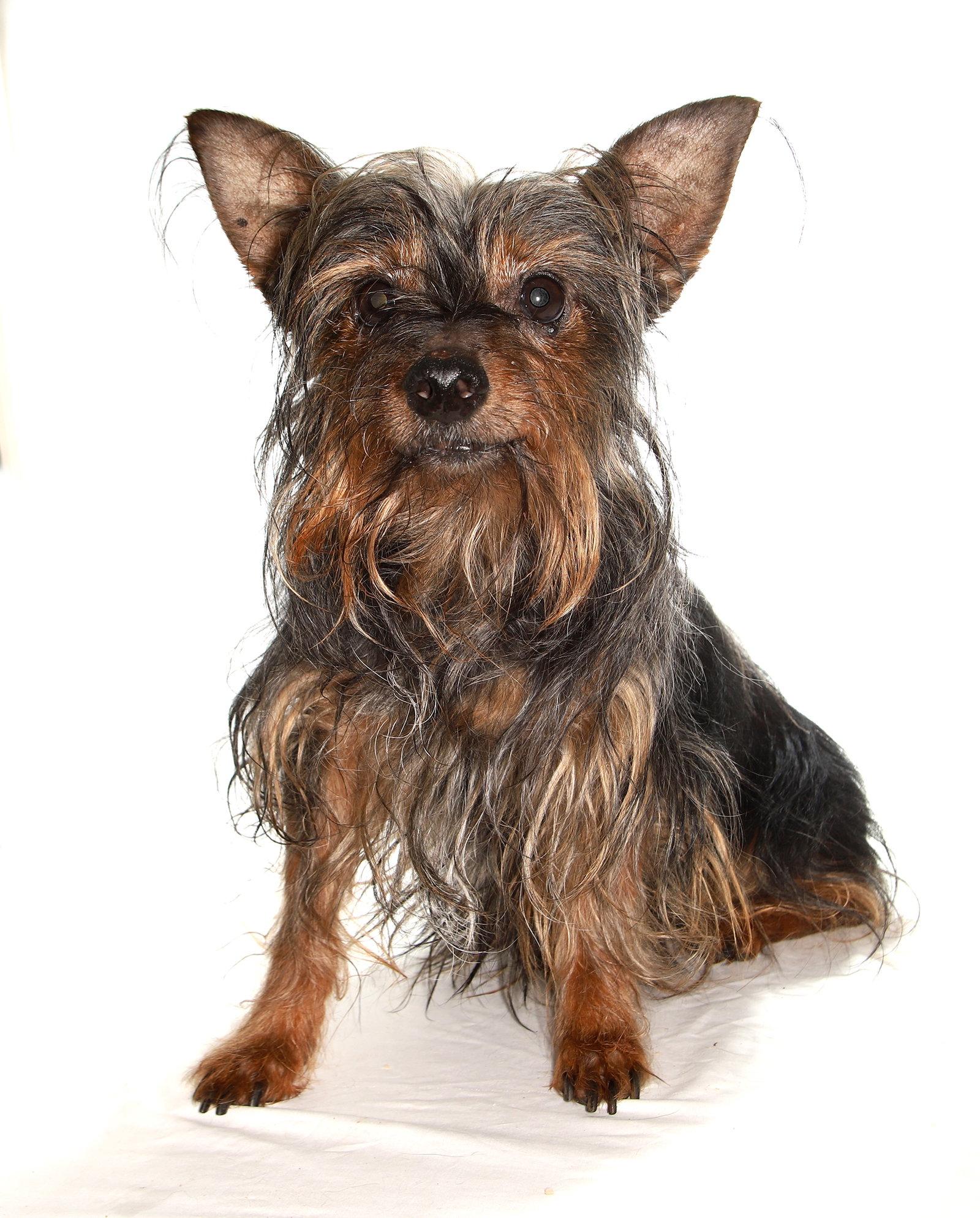 Enlarge Miguel, a Adoptable Yorkshire Terrier in Oakland Park, FL image 3/3