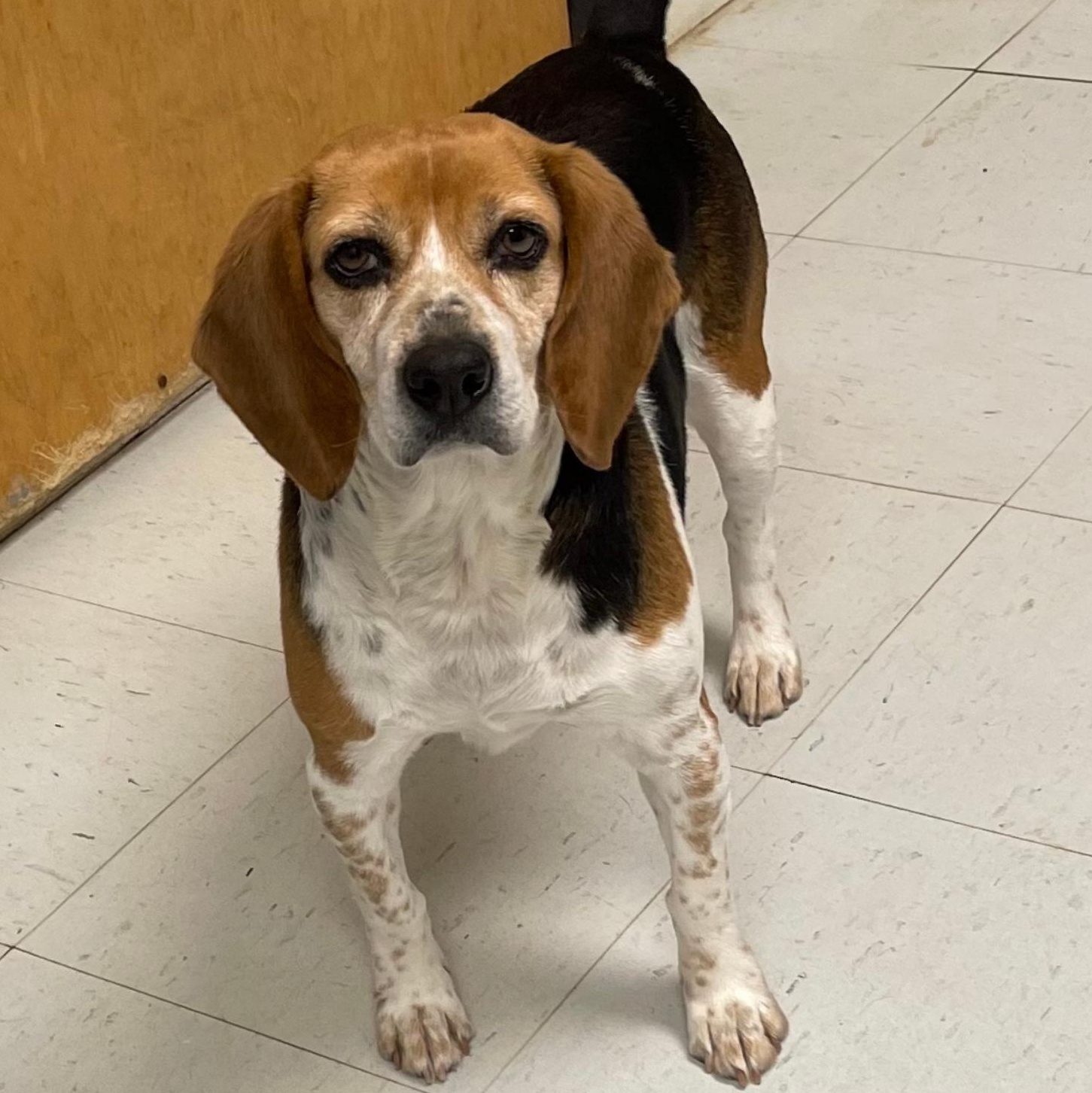 Clover, adopted, Young Female Beagle.