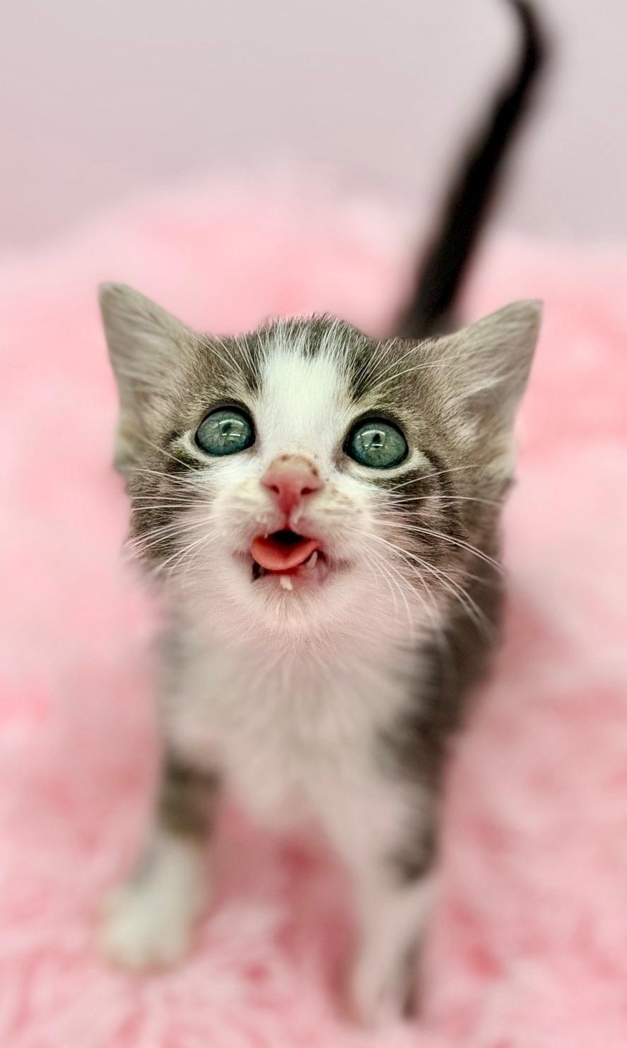 Olivia Dean, a Adoptable Domestic Medium Hair in Covington, LA image 5/6