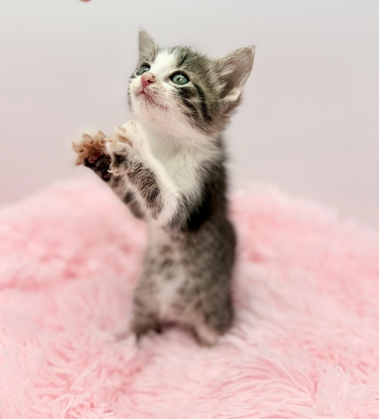 Olivia Dean, a Adoptable Domestic Medium Hair in Covington, LA image 6/6