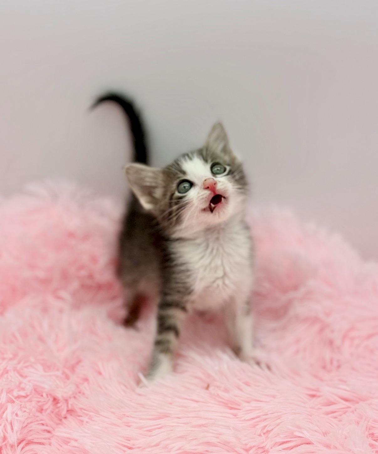 Olivia Dean, a Adoptable Domestic Medium Hair in Covington, LA image 2/6