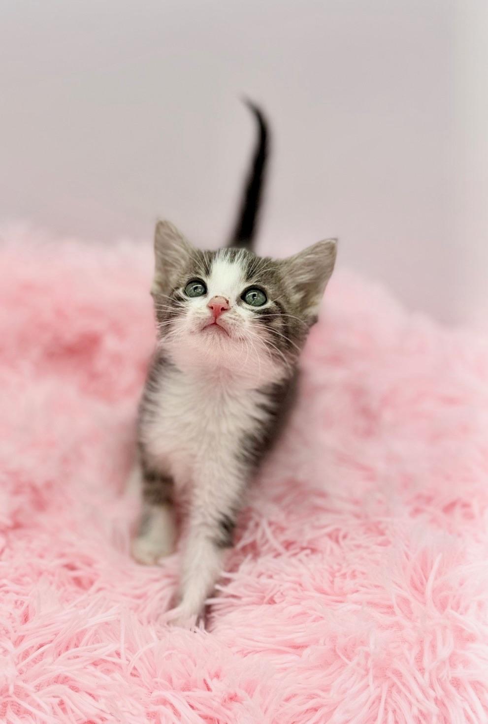 Olivia Dean, a Adoptable Domestic Medium Hair in Covington, LA image 4/6
