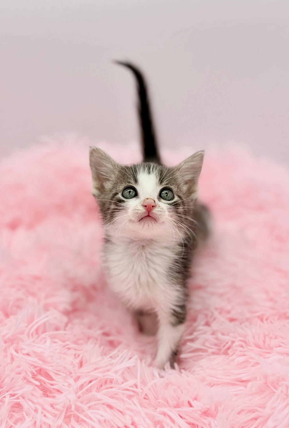 Olivia Dean, a Adoptable Domestic Medium Hair in Covington, LA image 3/6