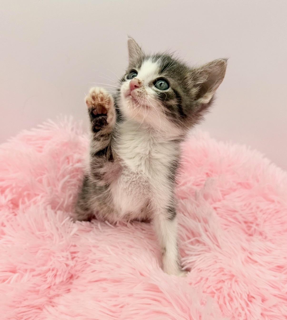 Olivia Dean, Adoptable, Kitten Female Domestic Medium Hair.