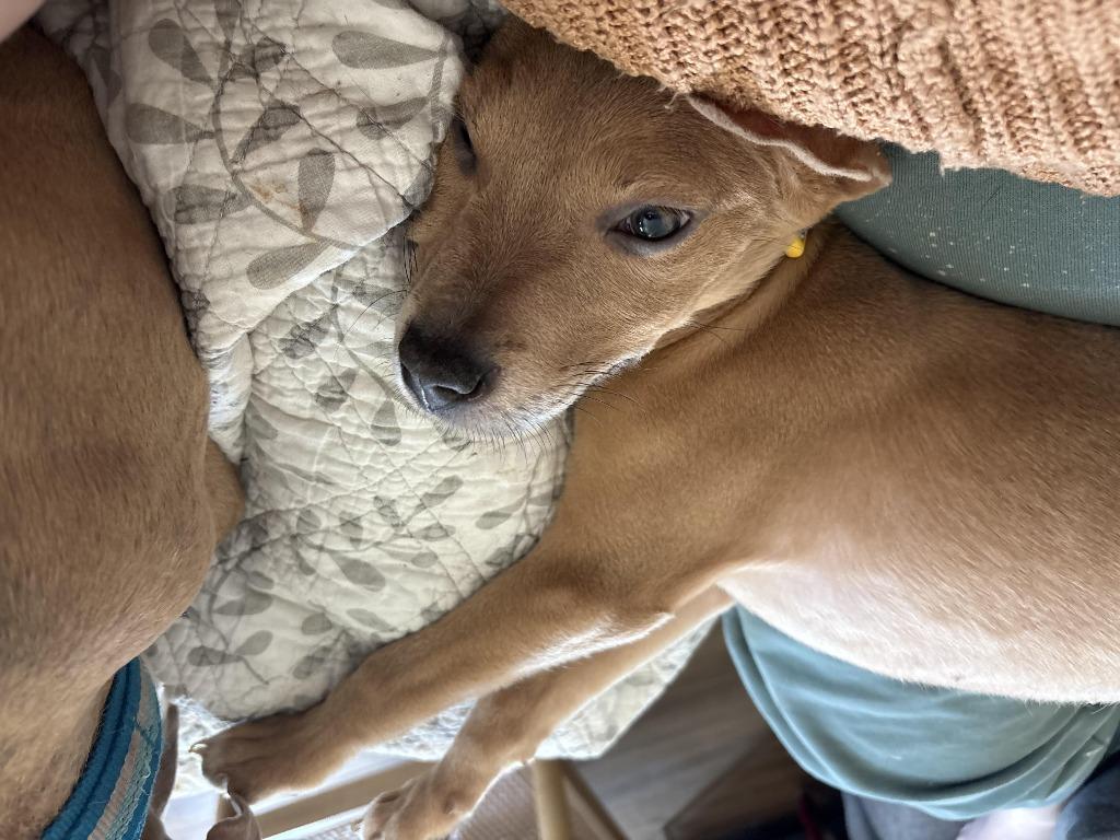 Garcia, Adoptable, Young Female Labrador Retriever.