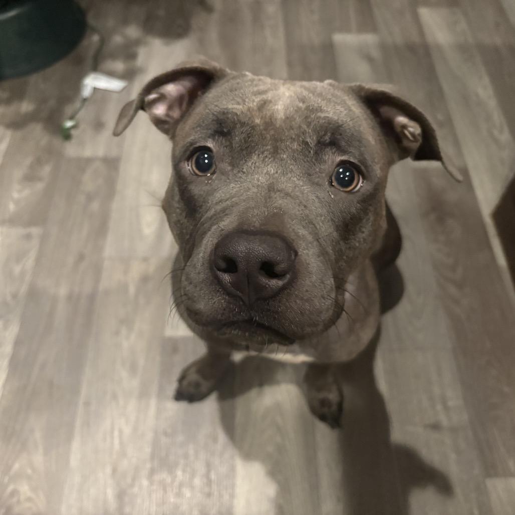 Enlarge Peppermint, a Adoptable mixed breed in Springfield, IL image 1/6