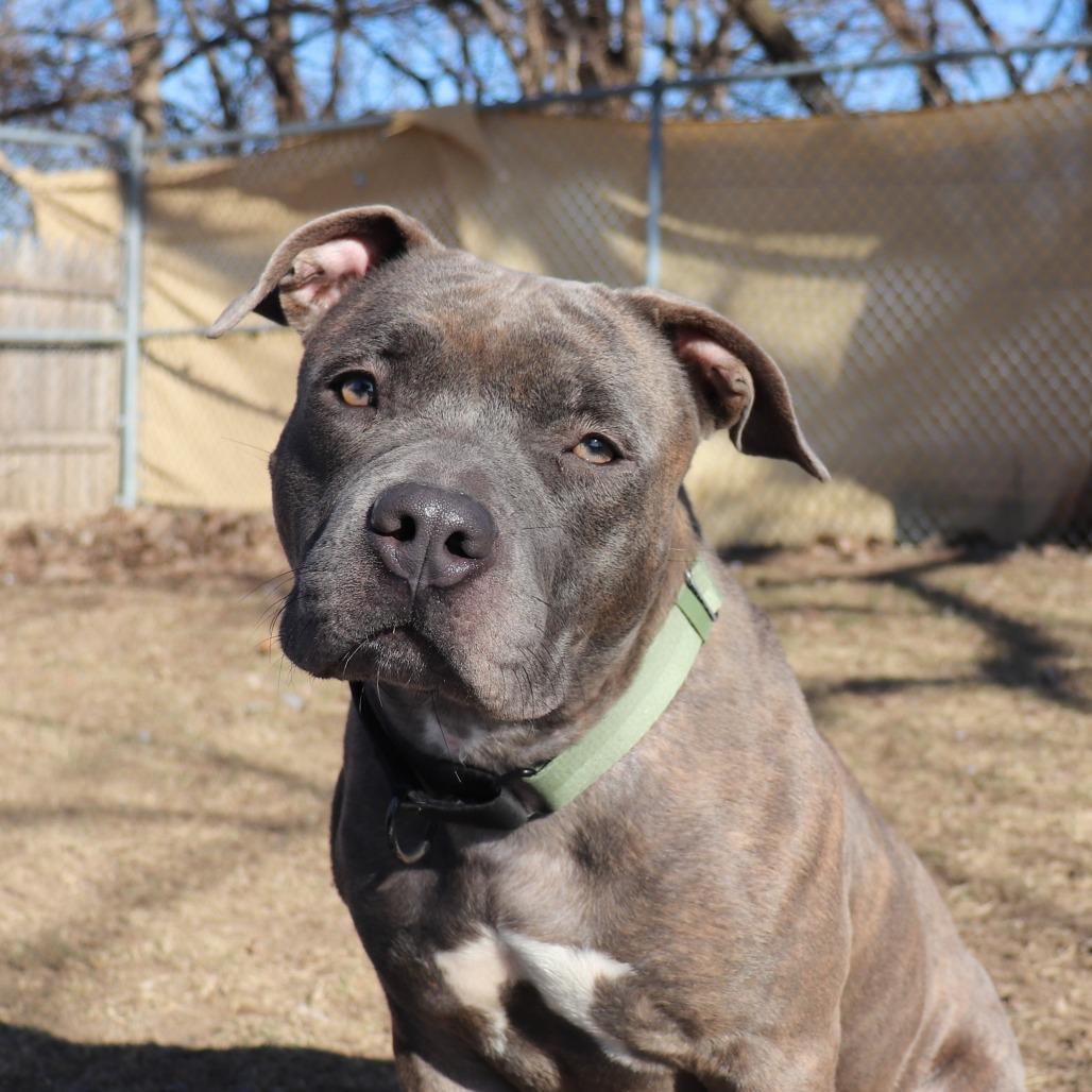 Enlarge Peppermint, a Adoptable mixed breed in Springfield, IL image 2/6