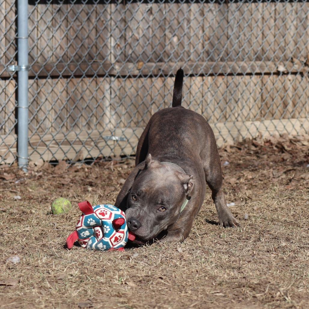 Enlarge Peppermint, a Adoptable mixed breed in Springfield, IL image 3/6