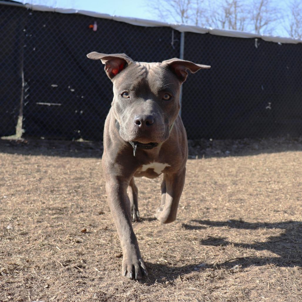 Enlarge Peppermint, a Adoptable mixed breed in Springfield, IL image 4/6