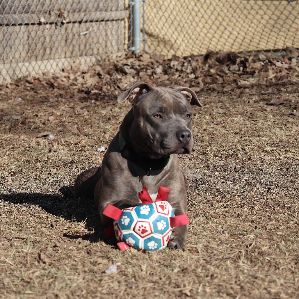 Enlarge Peppermint, a Adoptable mixed breed in Springfield, IL image 5/6