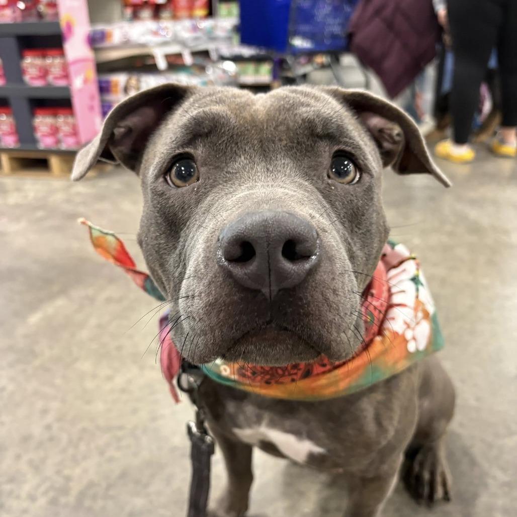 Enlarge Peppermint, a Adoptable mixed breed in Springfield, IL image 6/6
