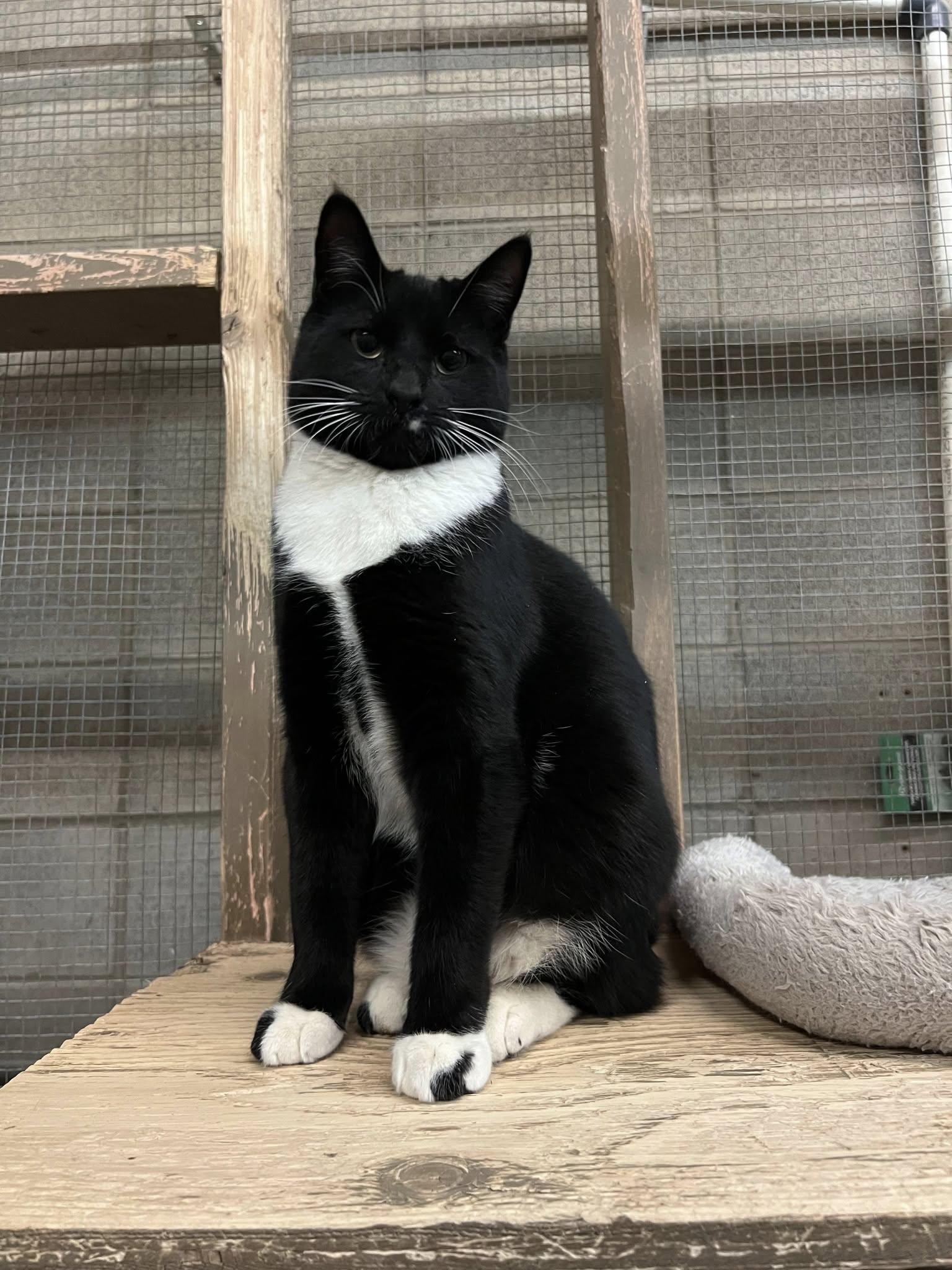 Christina, adoptable, Adult Female Domestic Short Hair.