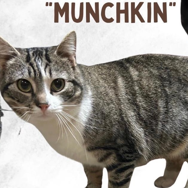 Munchkin, Adoptable, Adult Female Domestic Short Hair.