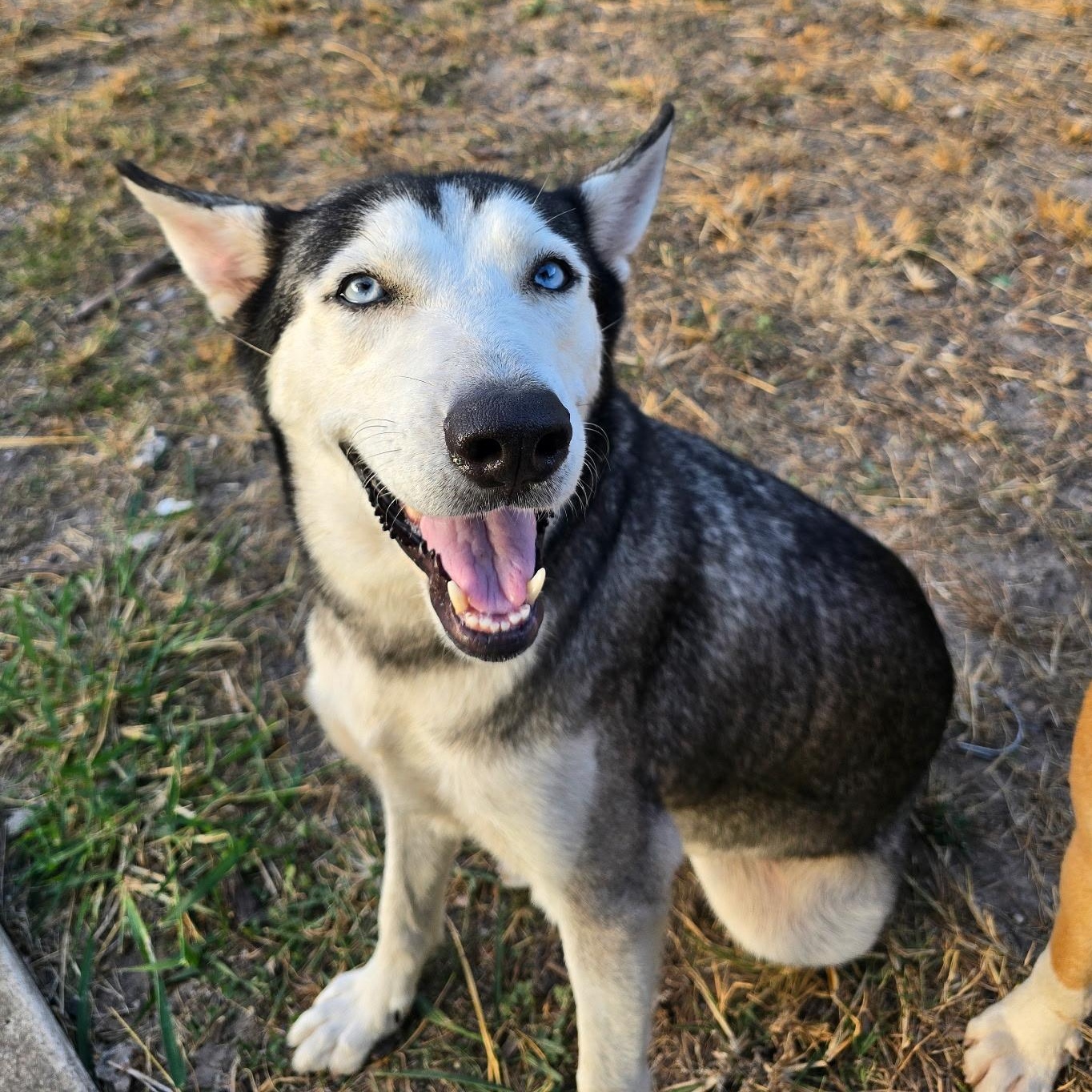 Wolfie, Adoptable, Adult Female Siberian Husky.
