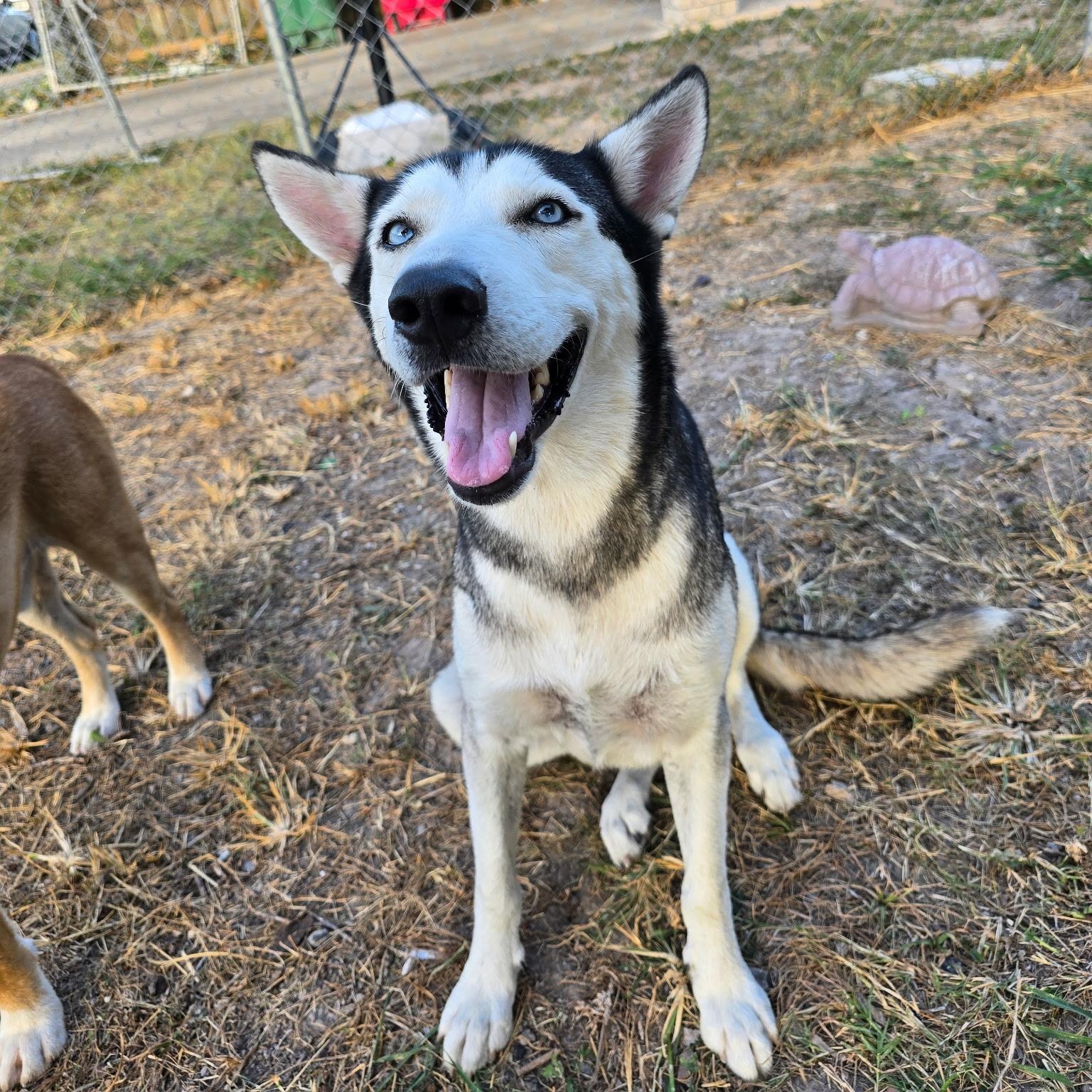 Enlarge Wolfie, a Adoptable Siberian Husky in Philadelphia, PA image 2/4