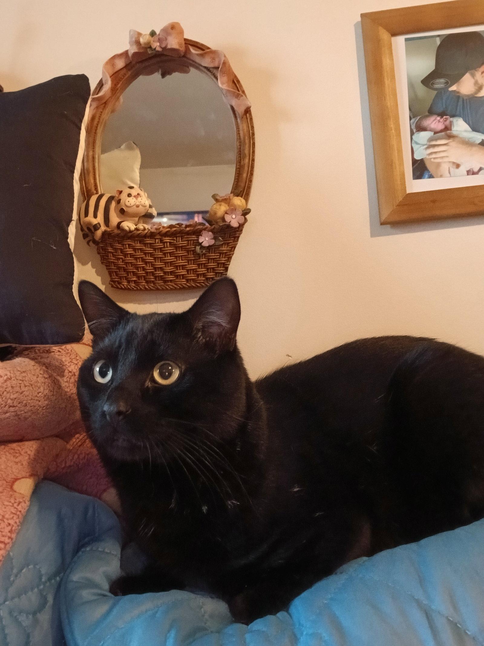 Spike, Adoptable, Adult Male Domestic Short Hair.