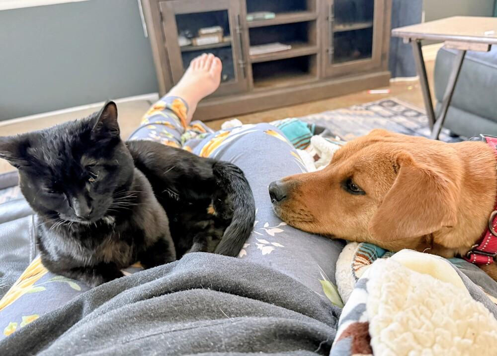 Camilla, Adoptable, Adult Female Dachshund & Corgi.