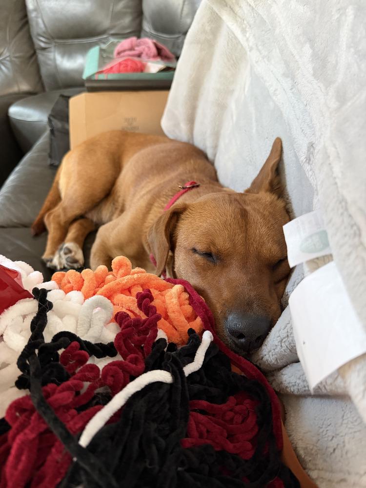 Enlarge Camilla, a Adoptable mixed breed in Evergreen, CO image 3/6