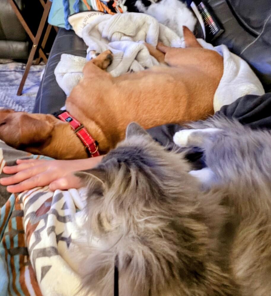 Enlarge Camilla, a Adoptable mixed breed in Evergreen, CO image 4/6