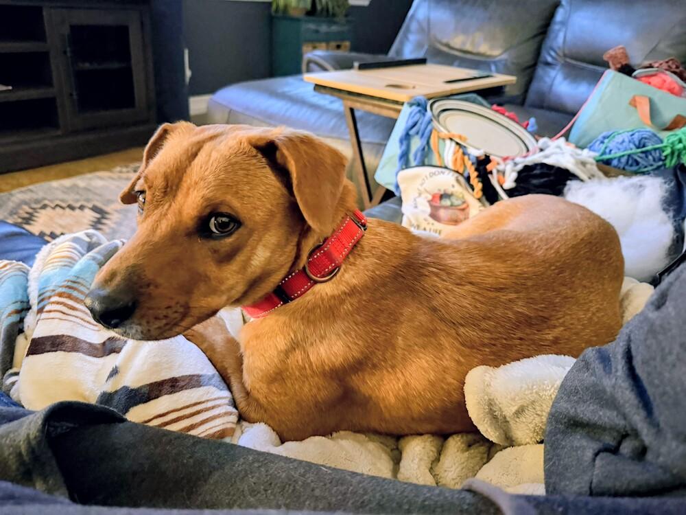 Enlarge Camilla, a Adoptable mixed breed in Evergreen, CO image 5/6