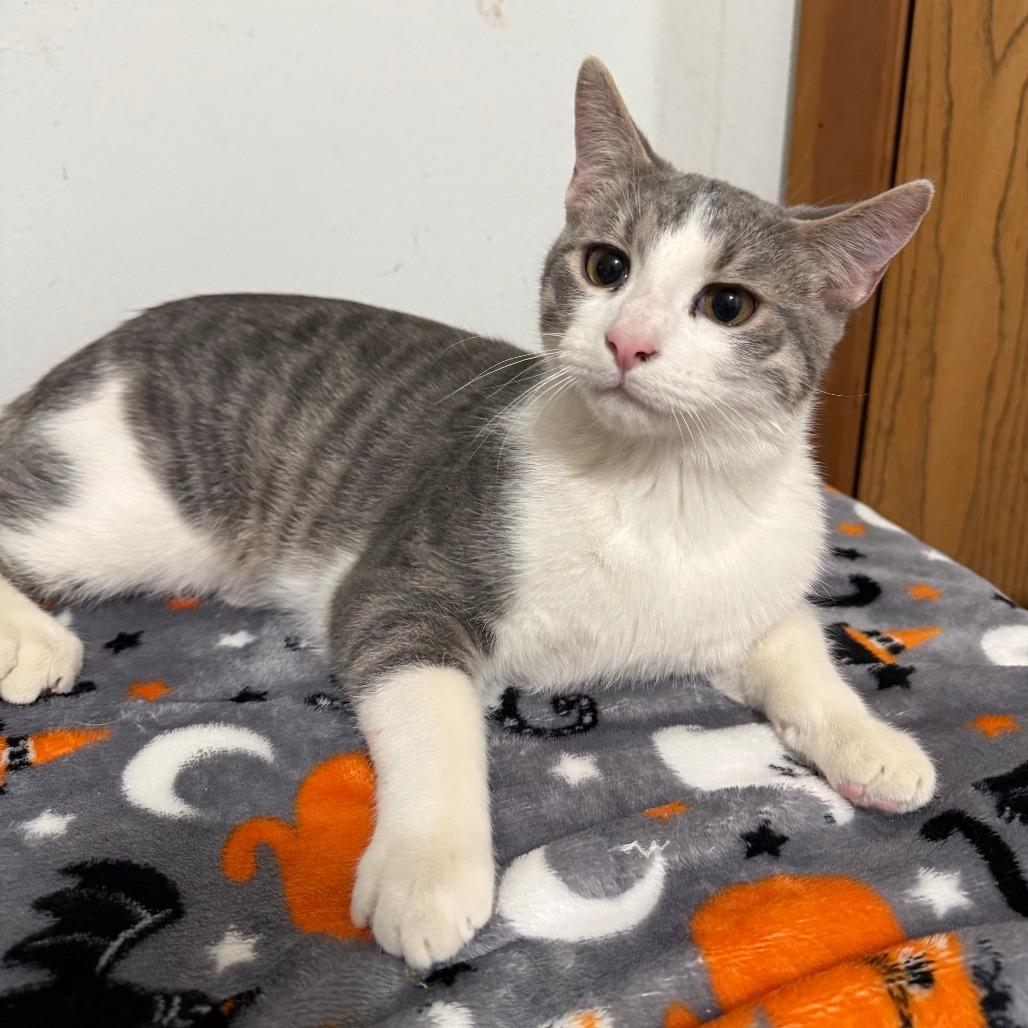 Enlarge Bentley, a Adoptable Domestic Short Hair in Mondovi, WI image 1/1