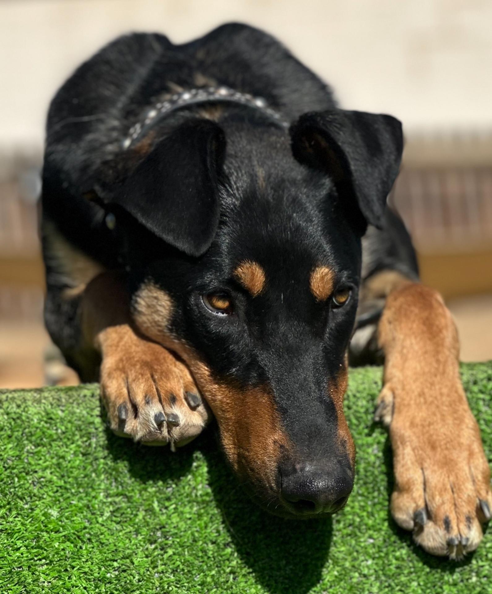 Archie, ADOPTABLE, Young Male Doberman Pinscher.