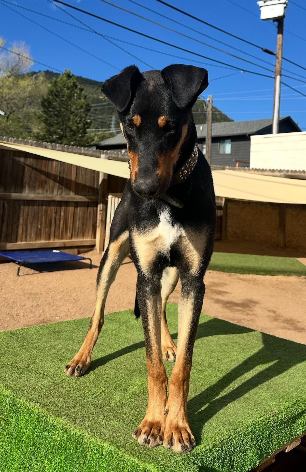 Enlarge Archie, a ADOPTABLE Doberman Pinscher in Estes Park, CO image 3/3