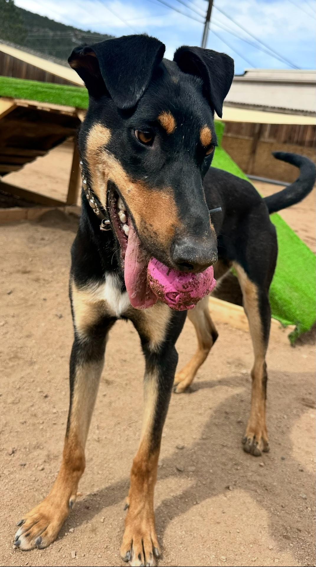 Enlarge Archie, a ADOPTABLE Doberman Pinscher in Estes Park, CO image 2/3