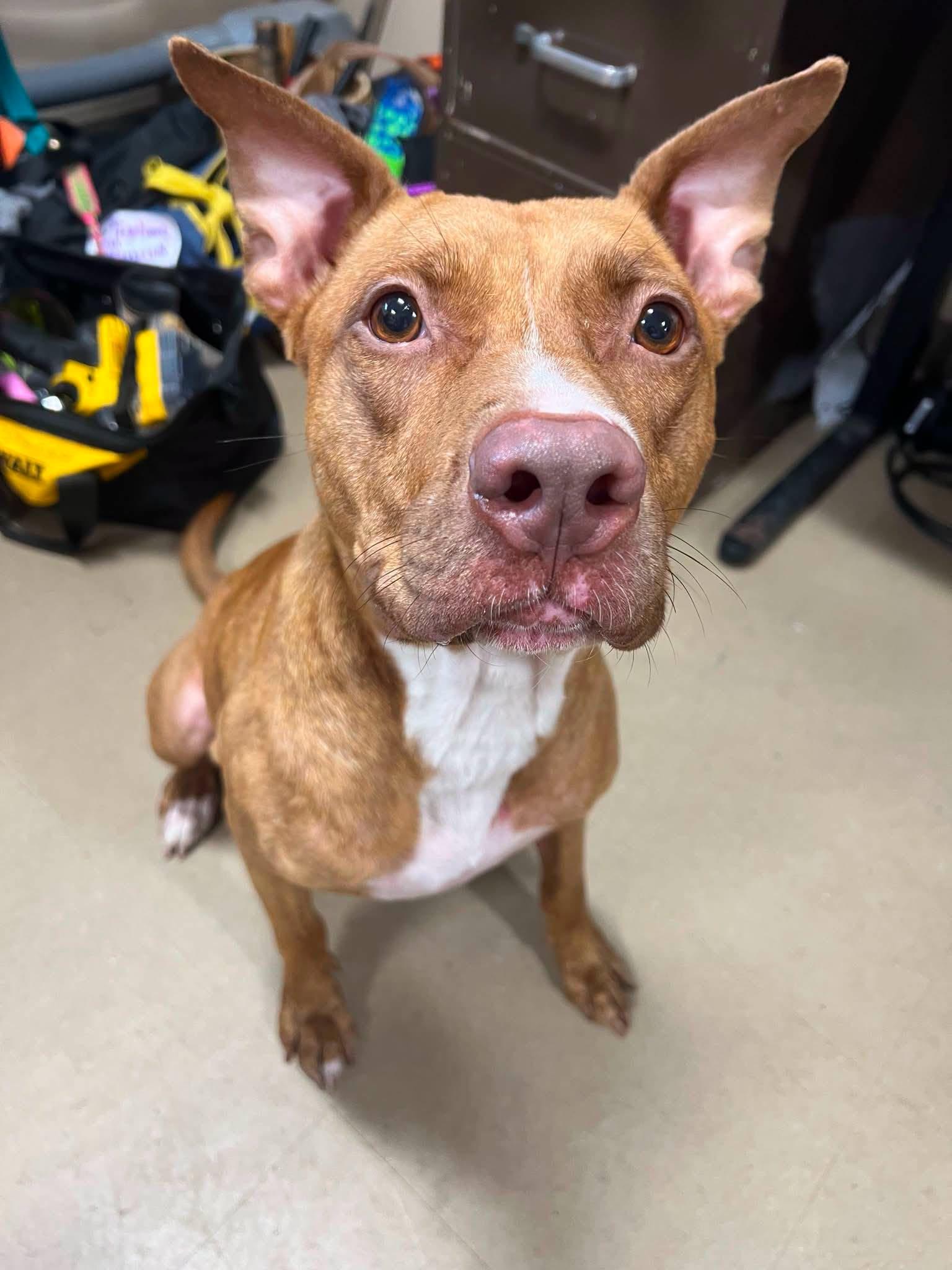 Aurora, ADOPTABLE, Adult Female Mixed Breed.