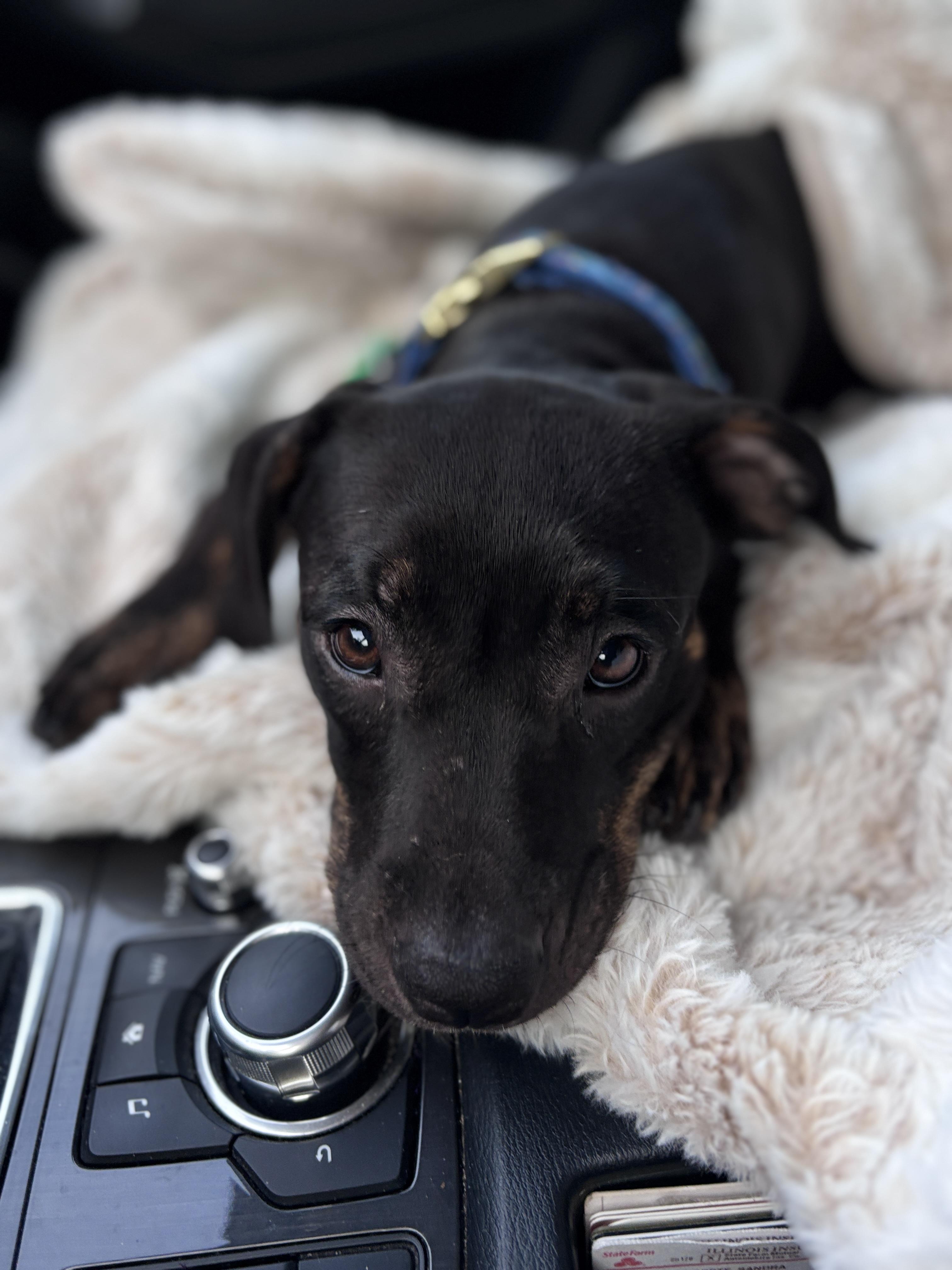 Miny, Adoptable, Puppy Female Terrier.