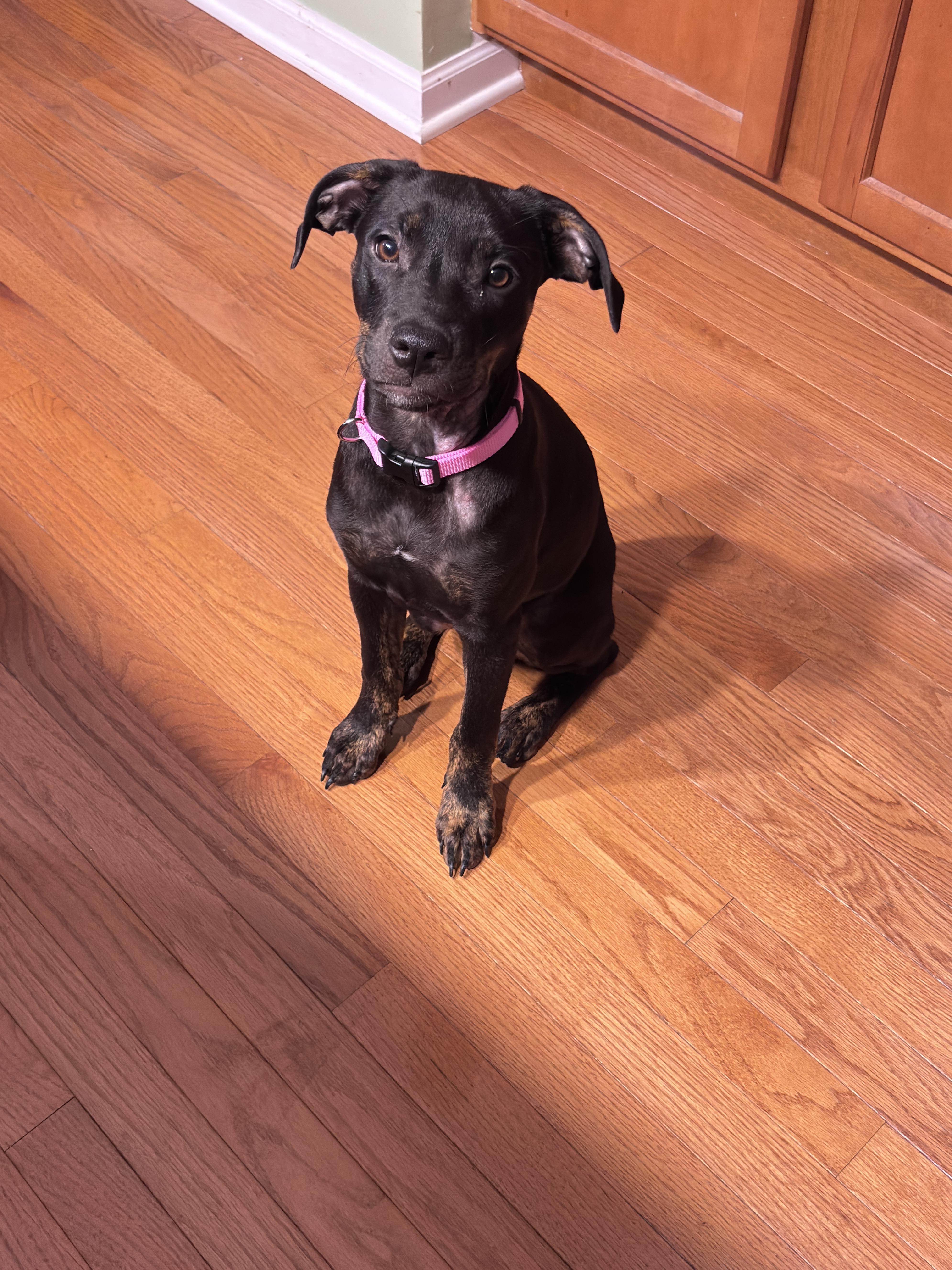 Enlarge Miny, a Adoptable mixed breed in Oswego, IL image 5/6