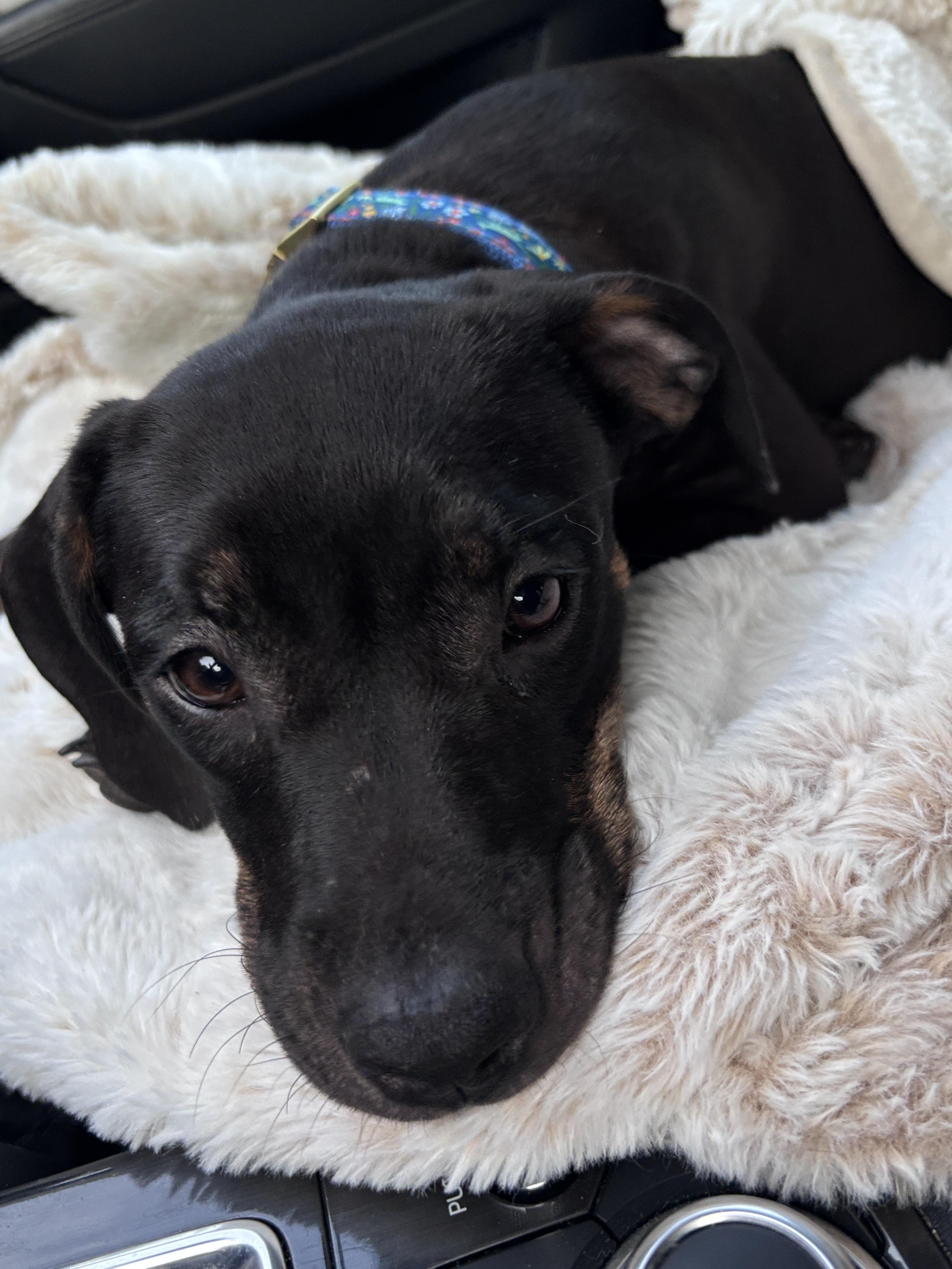 Enlarge Miny, a Adoptable mixed breed in Oswego, IL image 6/6