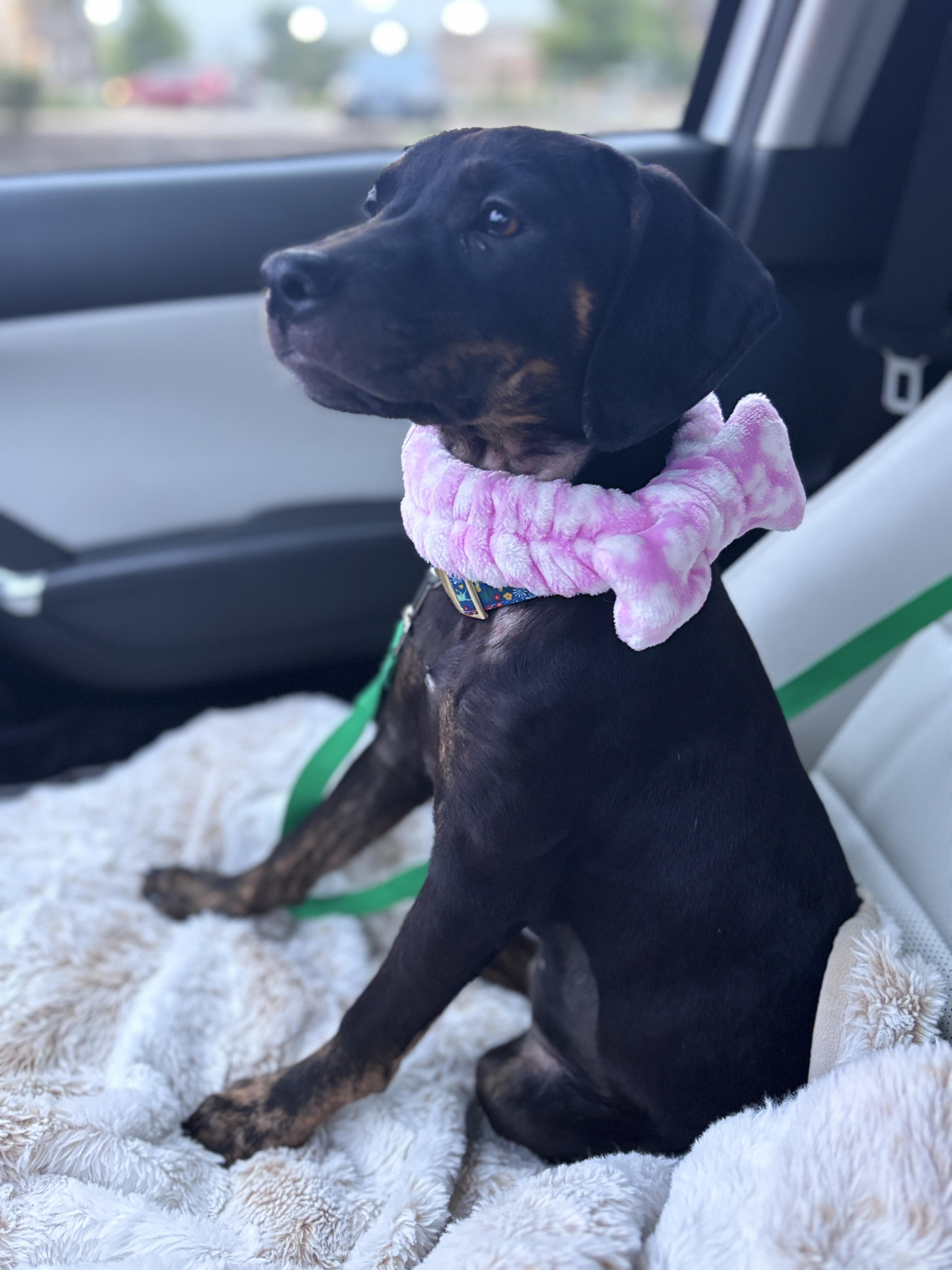 Enlarge Miny, a Adoptable mixed breed in Oswego, IL image 4/6