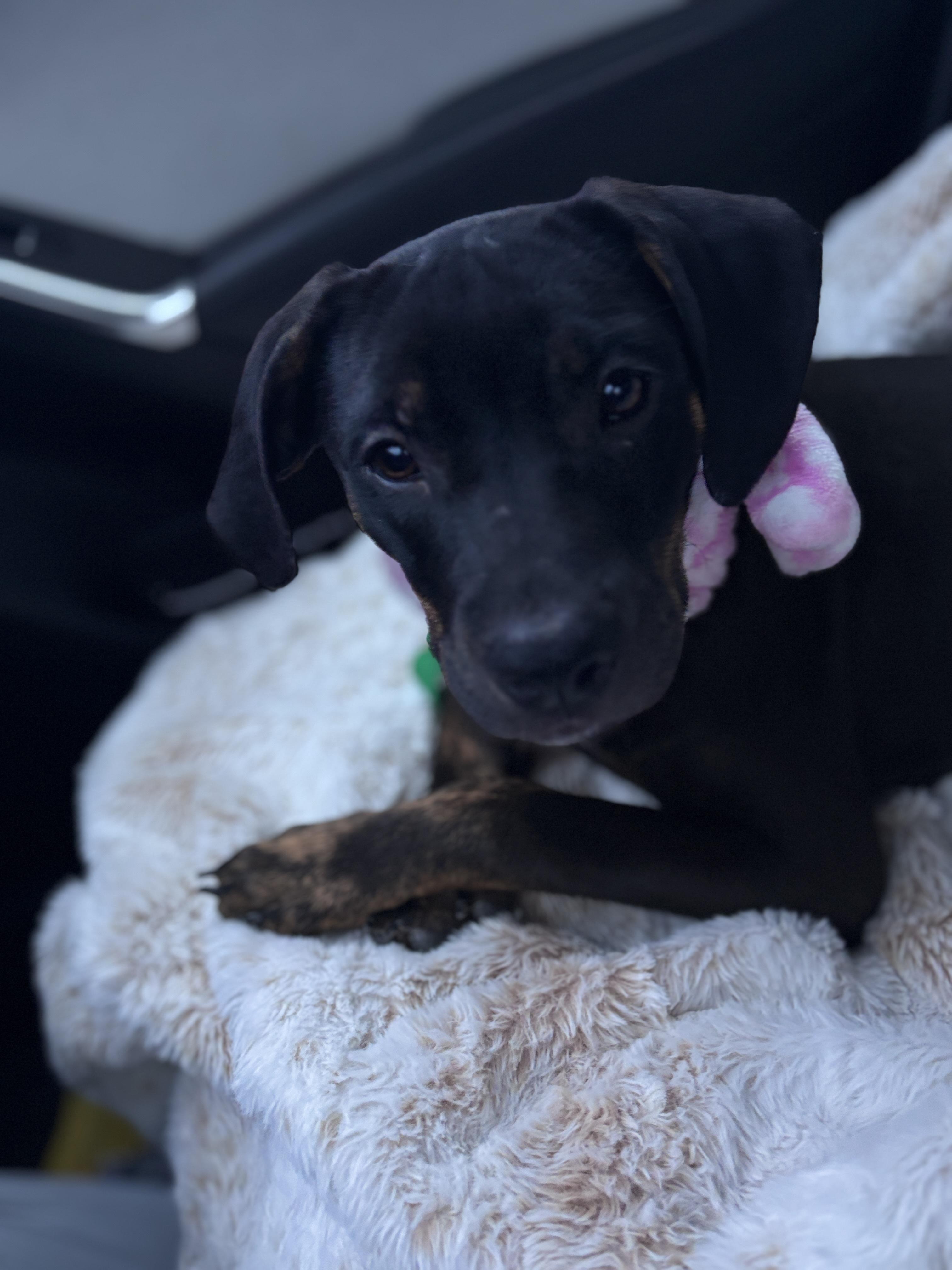Enlarge Miny, a Adoptable mixed breed in Oswego, IL image 3/6