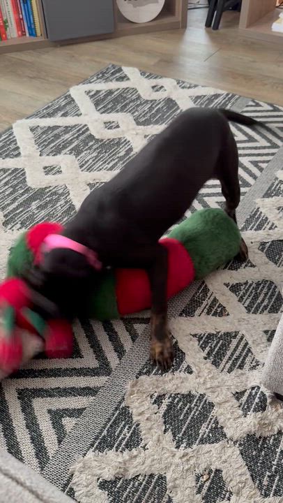Enlarge Miny, a Adoptable mixed breed in Oswego, IL video 2/6