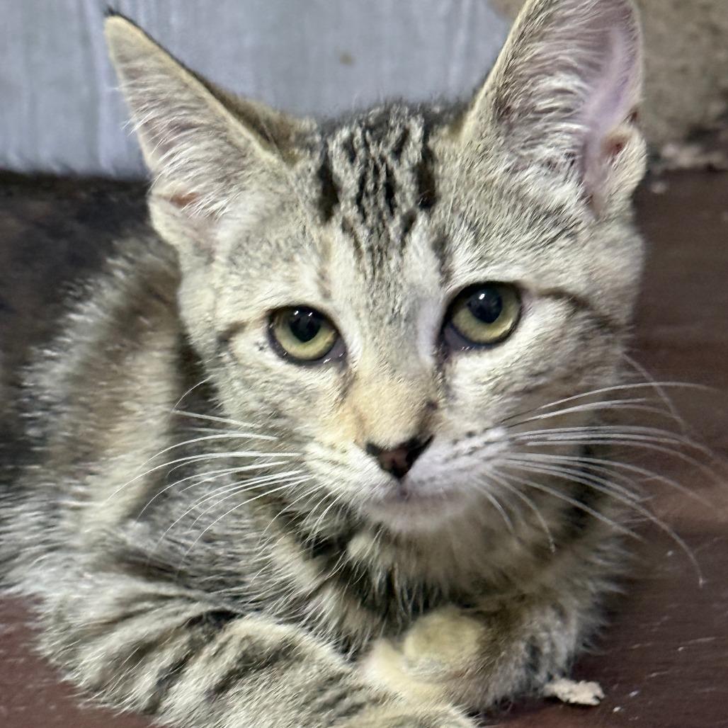 Enlarge DeeNice, a Adoptable American Shorthair in Glenelg, MD image 1/5