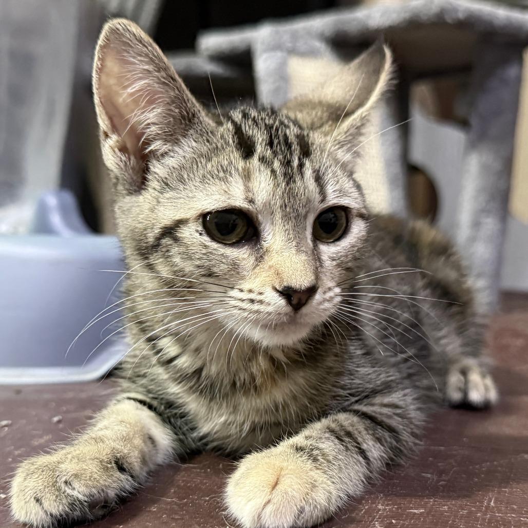 Enlarge DeeNice, a Adoptable American Shorthair in Glenelg, MD image 2/5