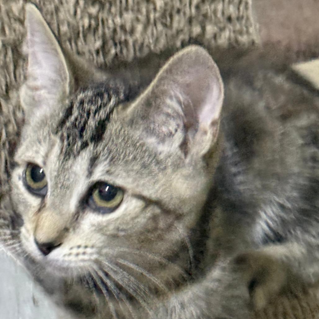 Enlarge DeeNice, a Adoptable American Shorthair in Glenelg, MD image 3/5