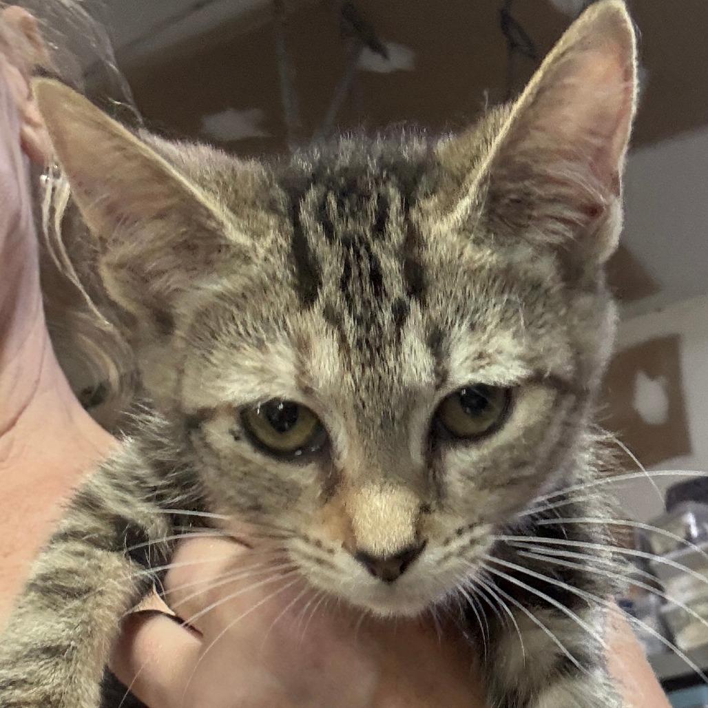 Enlarge DeeNice, a Adoptable American Shorthair in Glenelg, MD image 4/5