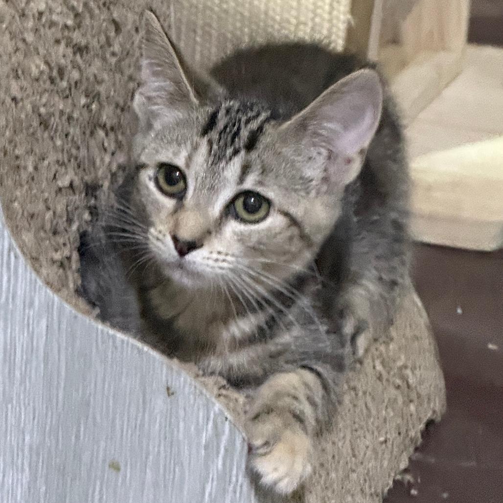 Enlarge DeeNice, a Adoptable American Shorthair in Glenelg, MD image 5/5