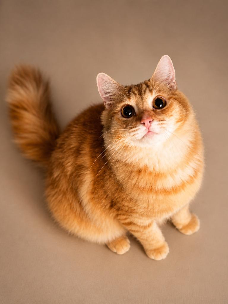 Walter, a ADOPTABLE Domestic Medium Hair in Houston, TX image 2/4