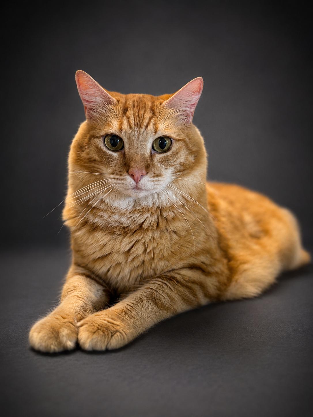 Walter, a ADOPTABLE Domestic Medium Hair in Houston, TX image 3/4