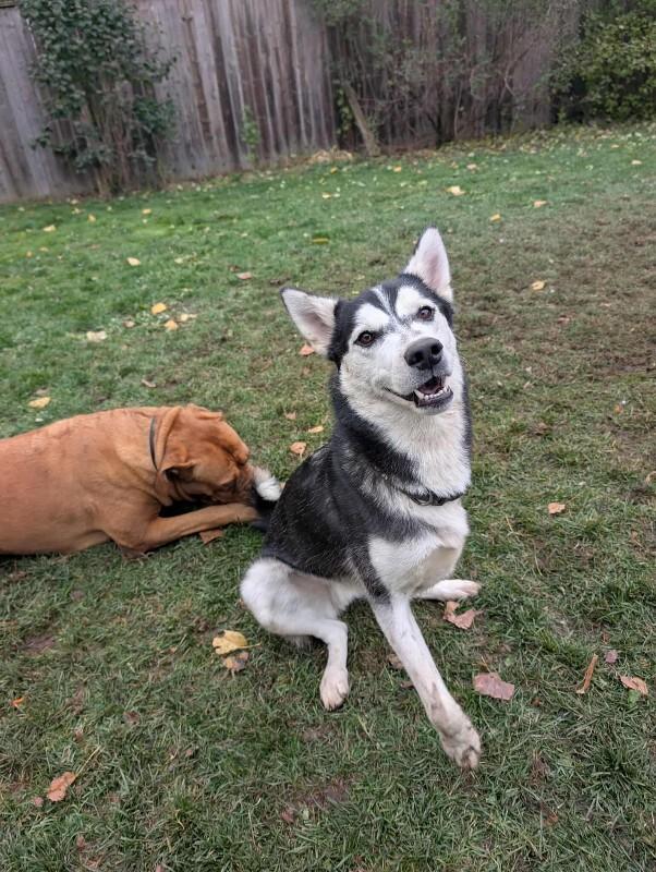 Merlin, a Adoptable Husky in Athens, ON image 1/6