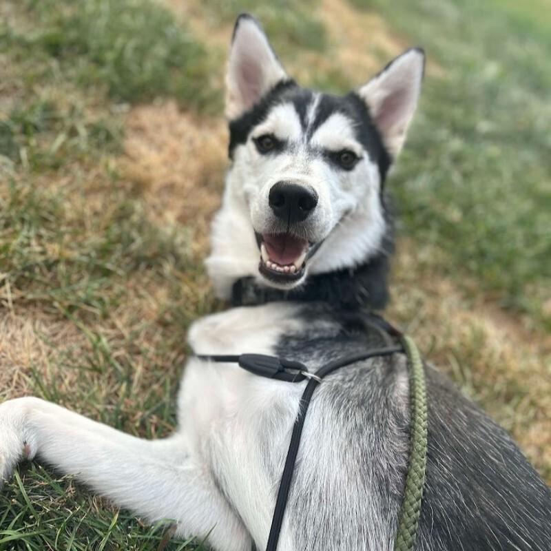 Merlin, a Adoptable Husky in Athens, ON image 2/6