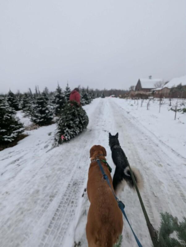 Merlin, a Adoptable Husky in Athens, ON image 3/6