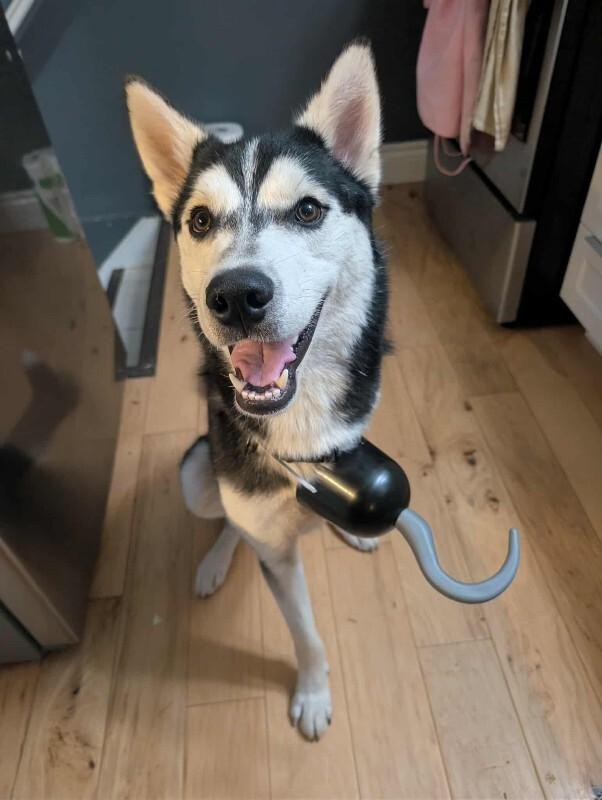 Merlin, a Adoptable Husky in Athens, ON image 4/6